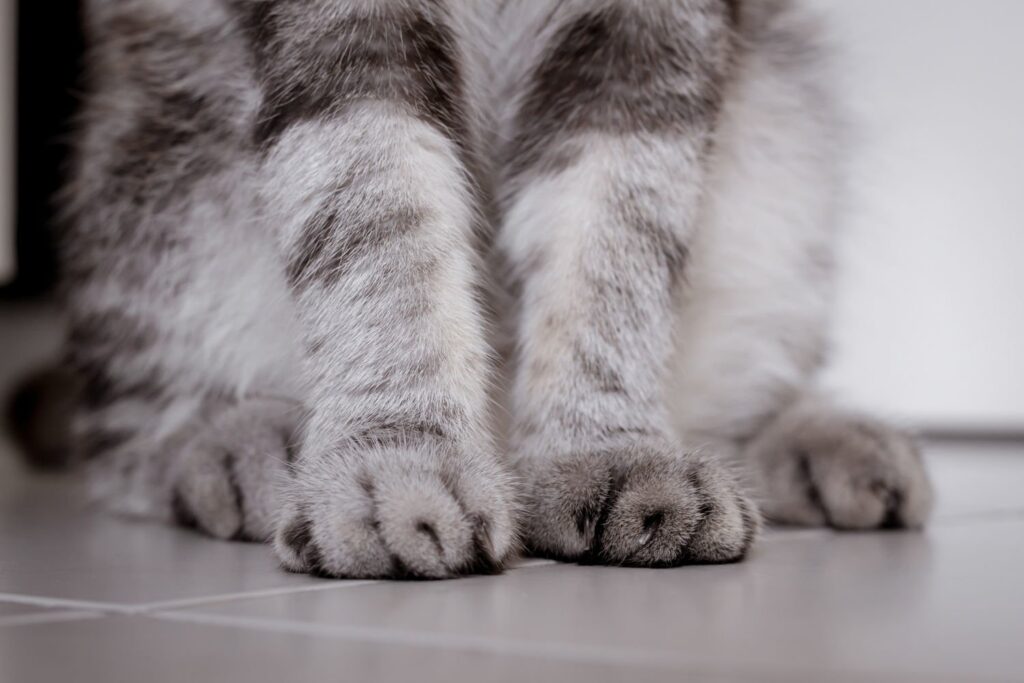 pisicuta draguta pe marmura miau